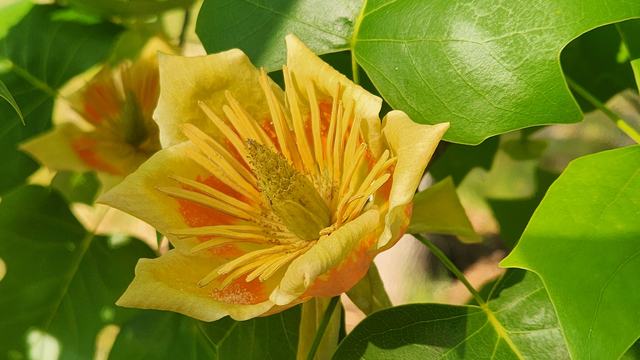 Tulip poplar tree in bloom