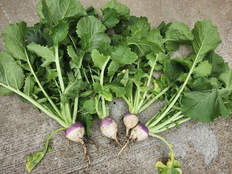Turnips laid out on concrete after being pulled up out of the garden.