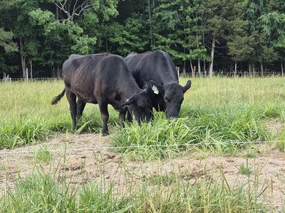 black cows eating