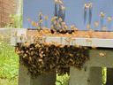 Hive of honey bees with bees clustered and hanging on the front or 'bearding' due to extremely high daytime temperature.