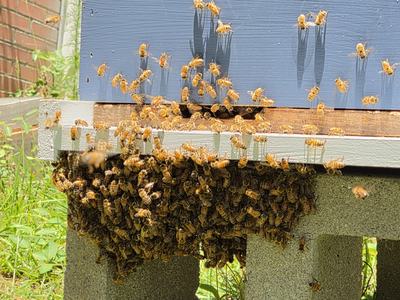 Hive of honey bees with bees clustered and hanging on the front or 'bearding' due to extremely high daytime temperature.