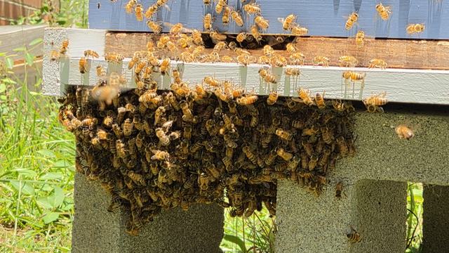 Hive of honey bees with bees clustered and hanging on the front or 'bearding' due to extremely high daytime temperature.