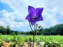 a single purple balloon flower in full bloom