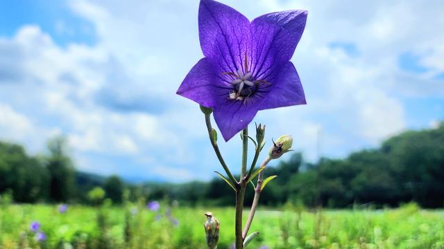 a single purple balloon flower in full bloom