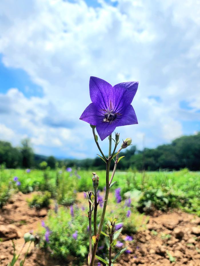 a single purple balloon flower in full bloom