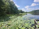 Lily pads and yellow flowers cover a serene lake bordered by a dense forest under a blue sky.