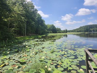 Lily pads and yellow flowers cover a serene lake bordered by a dense forest under a blue sky.