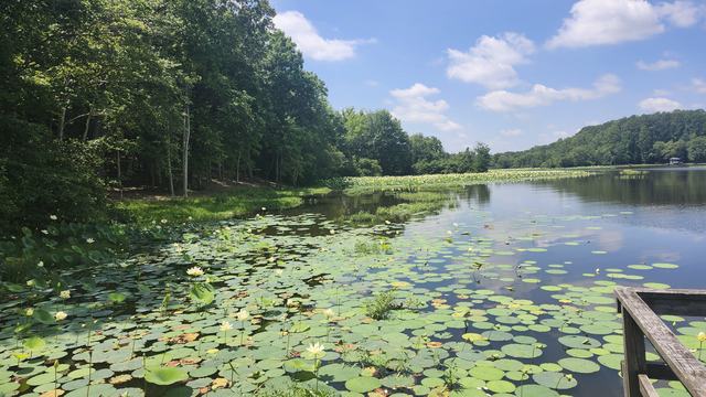 Lily pads and yellow flowers cover a serene lake bordered by a dense forest under a blue sky.