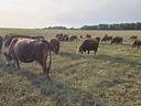 A wide view of a large herd of brown cattle grazing on a vast, grassy pasture under a soft, overcast sky, with a line of trees visible on the distant horizon.