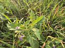 A top-down view of a small green plant with lobed leaves and delicate purple flowers growing among tall, sunlit blades of grass.