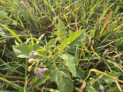 A close-up view of a green leafy plant with small pale purple flowers growing amid tall grass in a open rural field, with lush green trees lining the distant horizon under a clear sky.