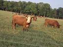 A reddish-brown cow with a white face and yellow ear tags stands in a grassy field looking directly toward the camera, with a herd of cattle grazing in the background under a pale blue sky near a treeline.