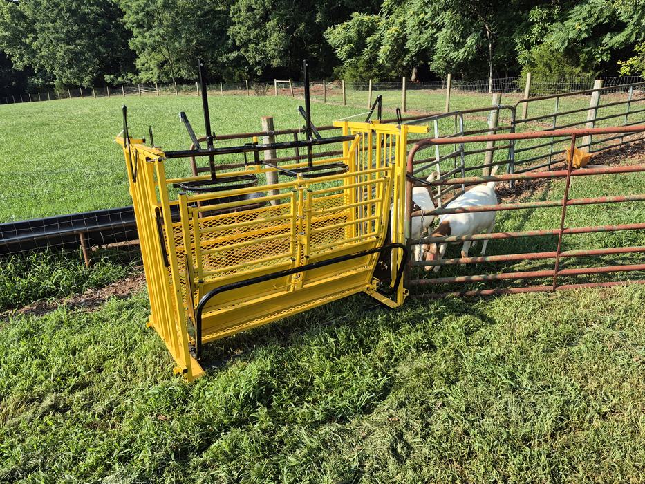 A yellow metal livestock trimming chute sitting outdoors in a grassy pasture next to a fenced pen with goats.