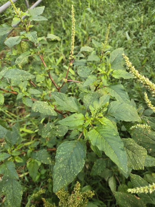 A pigweed plant (green)
