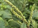 A pigweed plant (green) with stems