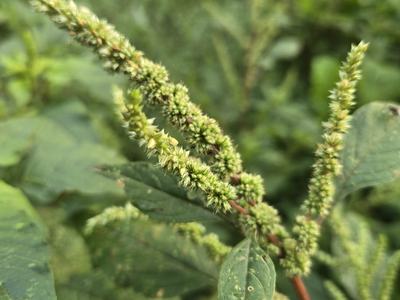 A pigweed plant (green) with stems