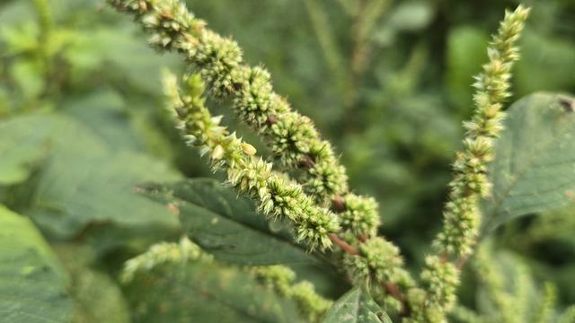 A pigweed plant (green) with stems