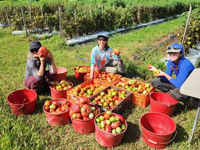 Three women sitting on the ground surrounded by buckets of organic tomatoes