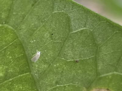 Sweetpotato whitefly adult on sweetpotato leaf.