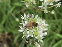 Honey bee foraging on garlic chives