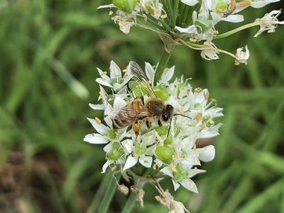 Honey bee foraging on garlic chives