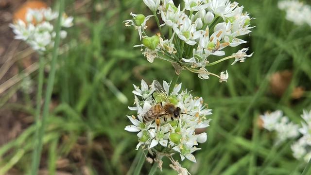 Honey bee foraging on garlic chives