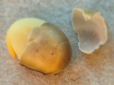 A soybean seed with discolored seed coat and yellow interior