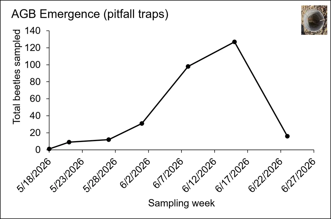 Figure 7. Total Asiatic garden beetle adults sampled from pitfall traps over time from a cotton field in Northampton County, NC.