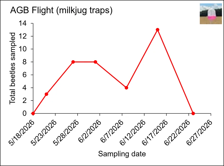 Figure 8. Total flying Asiatic garden beetle adults sampled from antifreeze milkjug traps in a cotton field in Northampton County, NC.