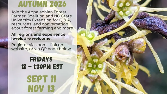 Flier for Appalachian Forest Farmer Coalition and NC State University Extension Forest Farming Office Hours. Held on September 11 and November 13, 2026 from 12 to 1:30 PM EST. Q&A, resources, and conversation about forest farming. Held on Zoom.