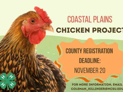Coastal Plains Chicken Project flyer that shows image of an adult chicken and information on how to register.
