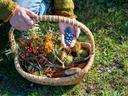Basket with berries and gardening tools