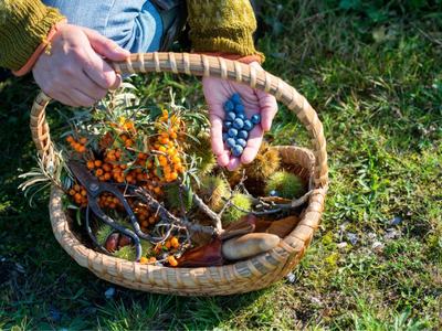 Basket with berries and gardening tools