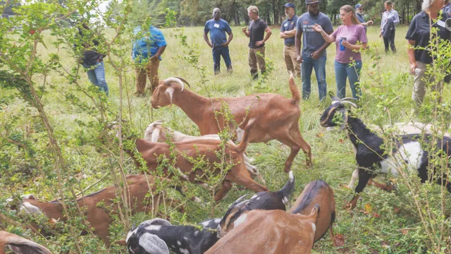 Goats running in a field