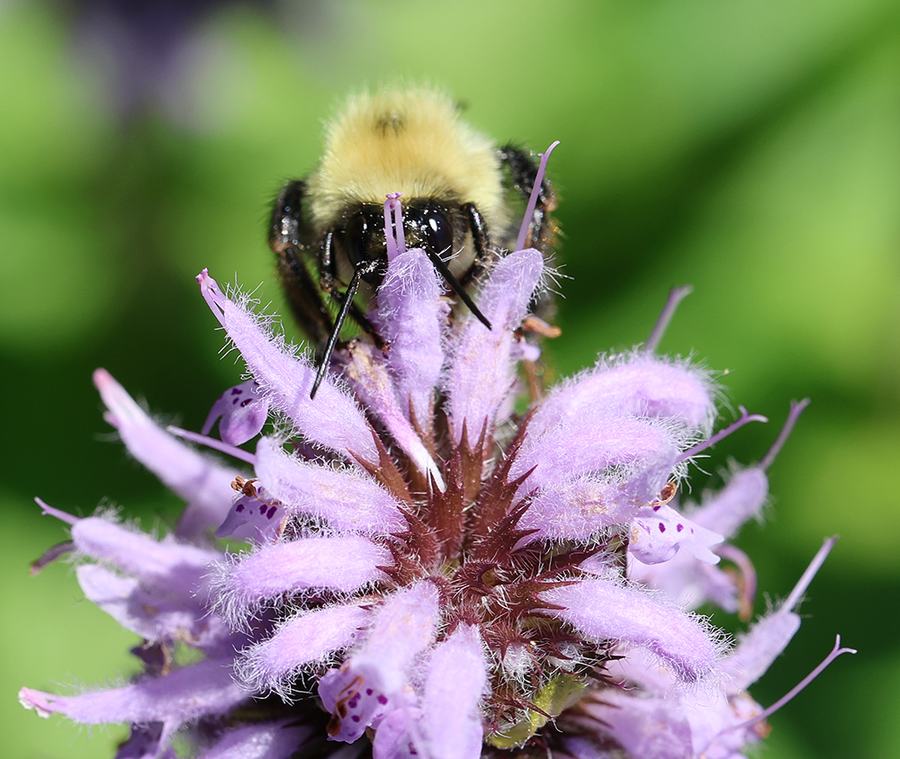 Bumble bee on downy wood mint