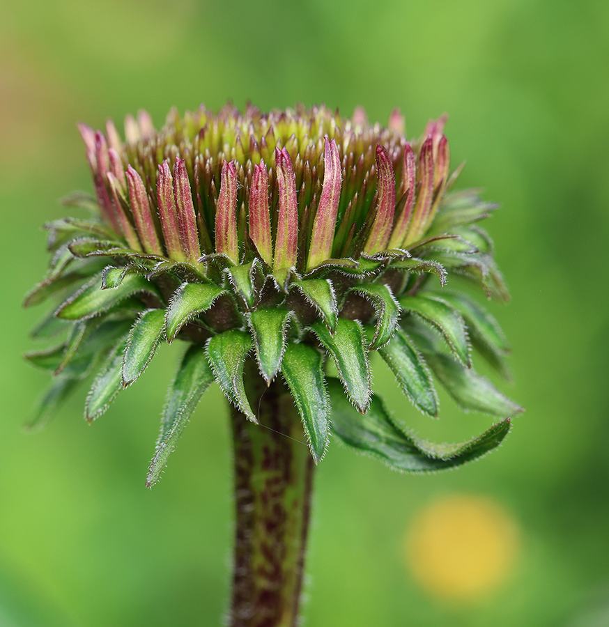Purple coneflower before expanding its petals