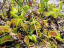 Venus flytraps found in Boiling Springs Lake, NC.