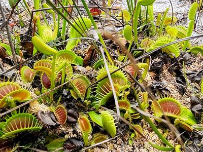 Venus flytraps found in Boiling Springs Lake, NC.