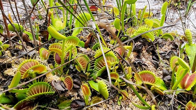 Venus flytraps found in Boiling Springs Lake, NC.