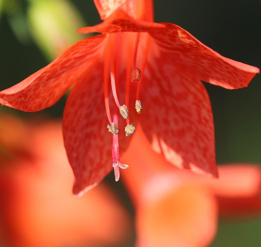 Close-up of standing cypress bloom