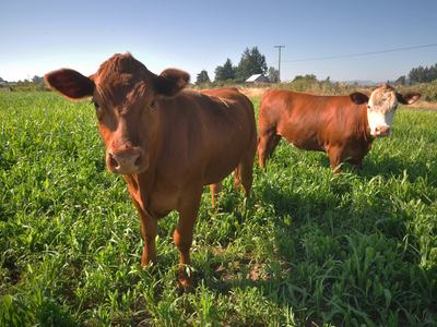 Cows
