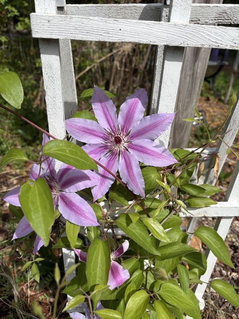 dark pink flower growing on a white trellis