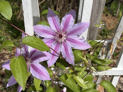 dark pink flower growing on a white trellis