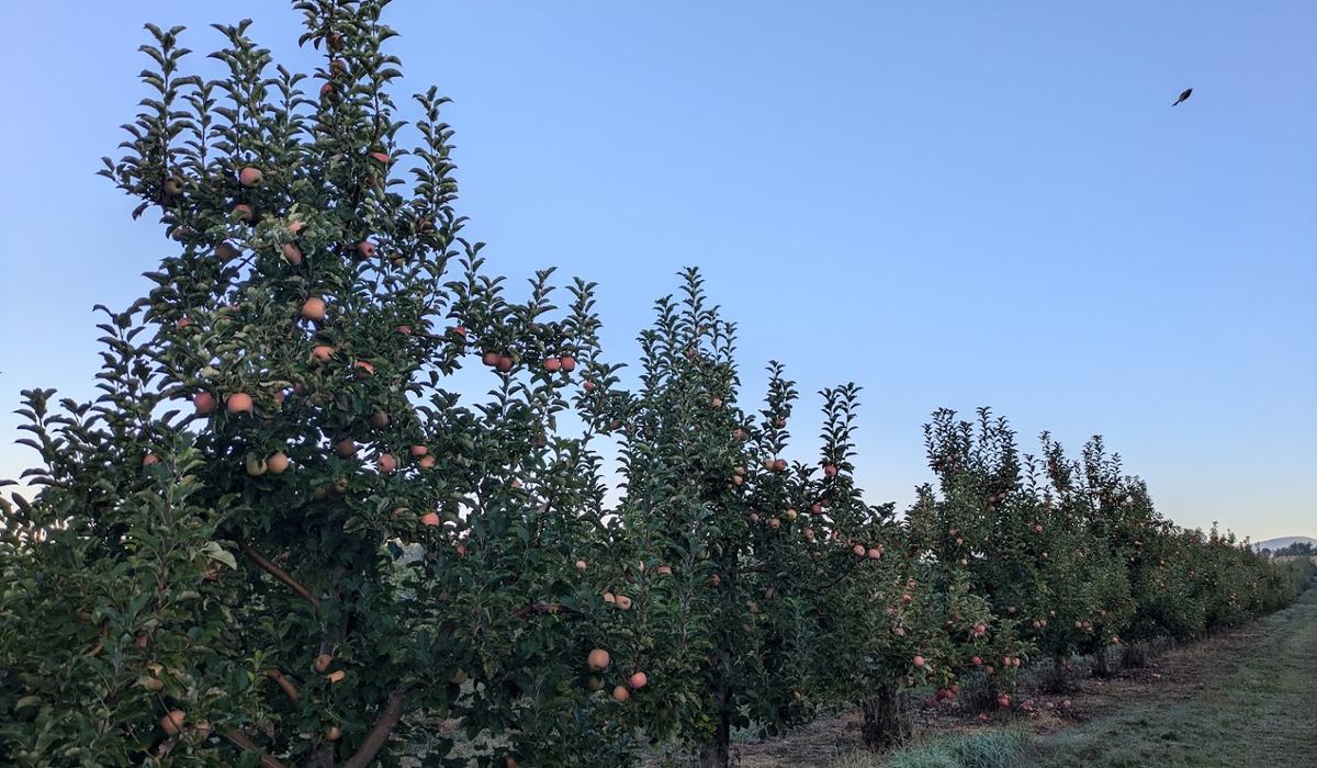 2026 Apple Maturity Program [10.13.26] - Southern Appalachian Apples ...