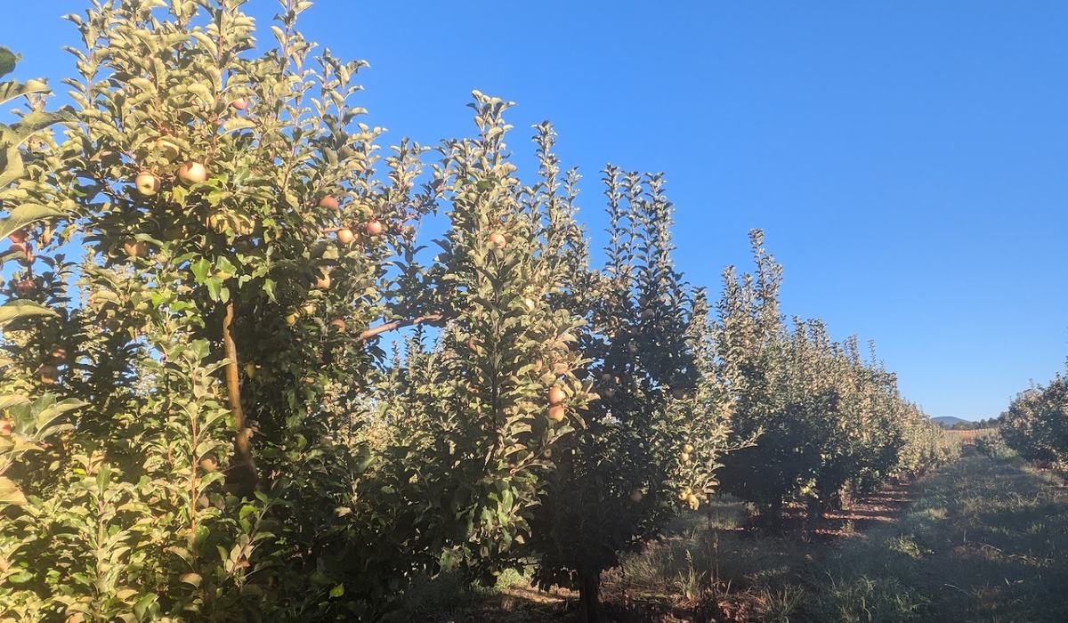 2026 Apple Maturity Program [10.06.26] - Southern Appalachian Apples ...