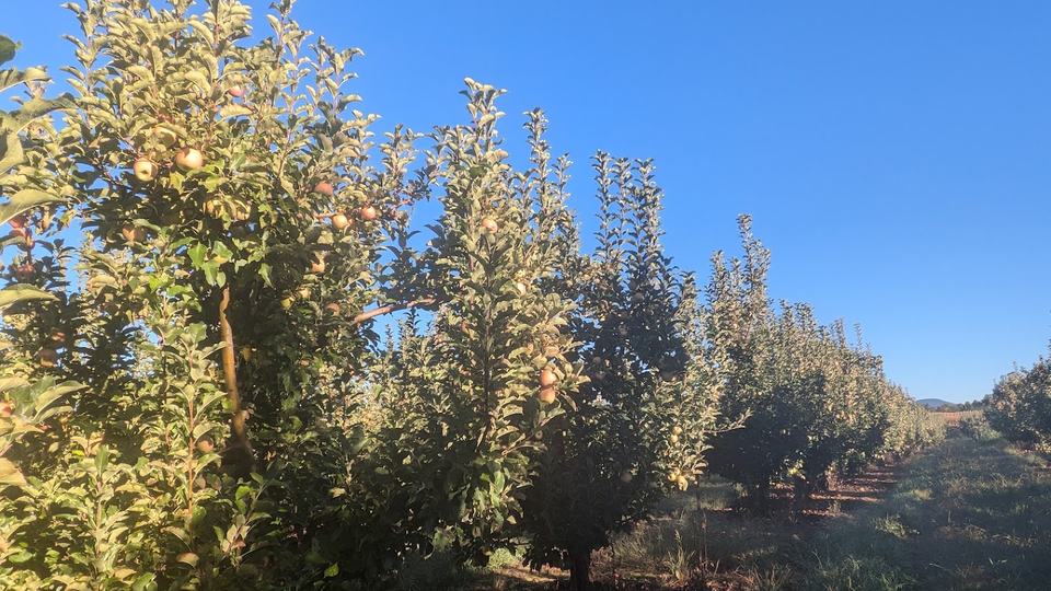 2026 Apple Maturity Program [10.06.26] - Southern Appalachian Apples ...