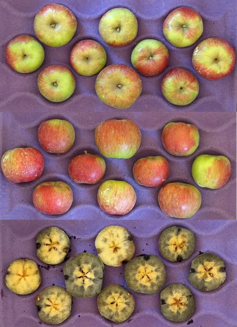 ‘Simmons’ (Buckeye® Gala)