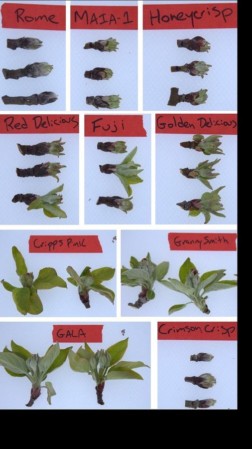 Prior to a series of frost/freeze events, apple bud development ranged widely across cultivars. Some cultivars had minimal green tissue present, while others had developed as far as tight cluster bud stage.