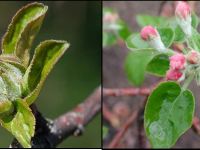 Apple phenology stages of tight cluster and pink