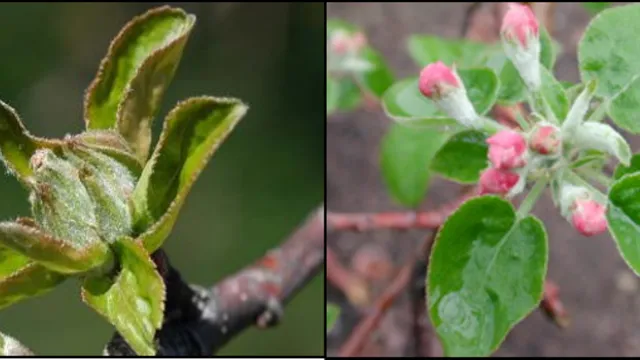 Apple phenology stages of tight cluster and pink